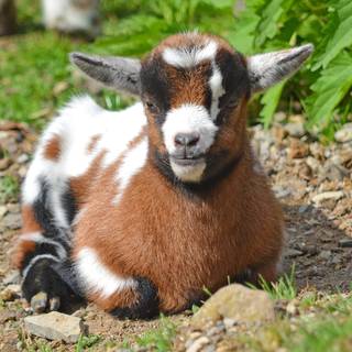 Goat animal wallpaper