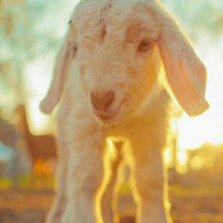 Goat animal wallpaper