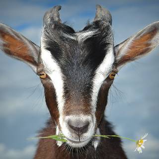 Goat animal wallpaper