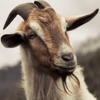 Goat animal wallpaper