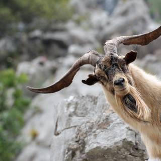 Goat animal wallpaper