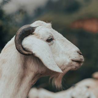 Goat animal wallpaper