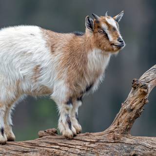Goat animal wallpaper