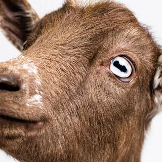 Goat animal wallpaper