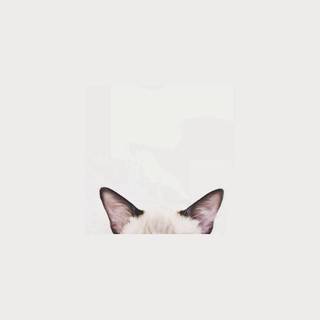 Minimalist cat wallpaper