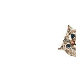 Minimalist cat wallpaper