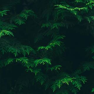 Green woods wallpaper