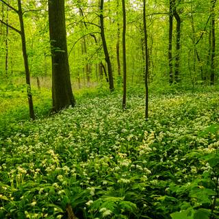 Green woods wallpaper