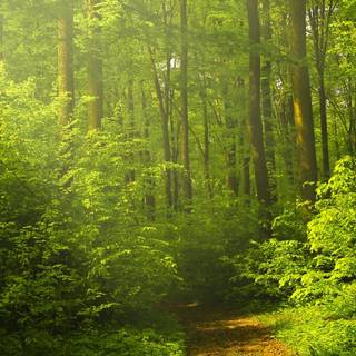 Green woods wallpaper