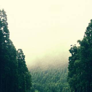 Green woods wallpaper