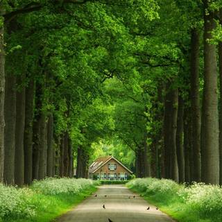 Green woods wallpaper