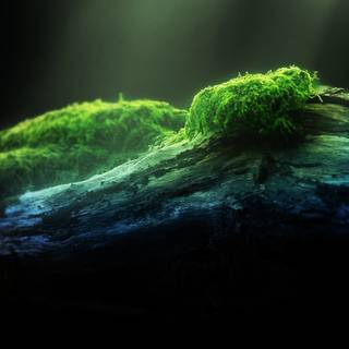 Green woods wallpaper