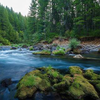 Green woods wallpaper