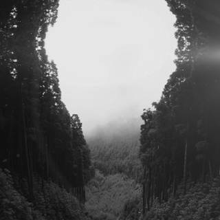 Green woods wallpaper