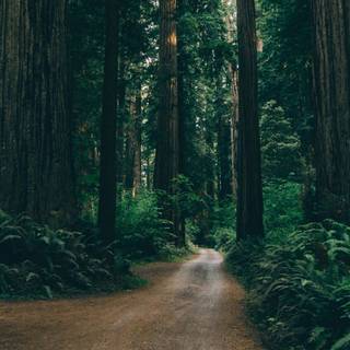 Green woods wallpaper