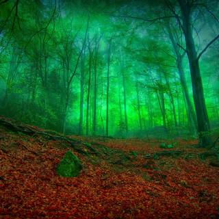 Green woods wallpaper