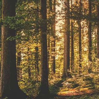 Green woods wallpaper