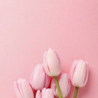 Tulips phone wallpaper
