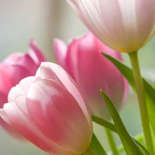 Tulips phone wallpaper