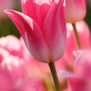 Tulips phone wallpaper