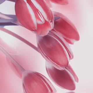 Tulips phone wallpaper