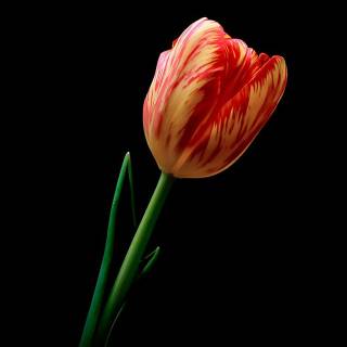 Tulips phone wallpaper