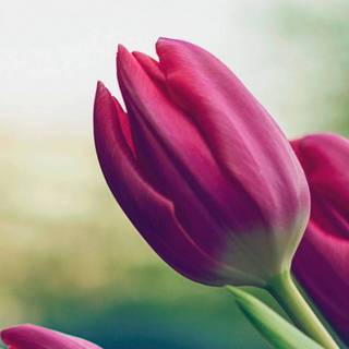 Tulips phone wallpaper