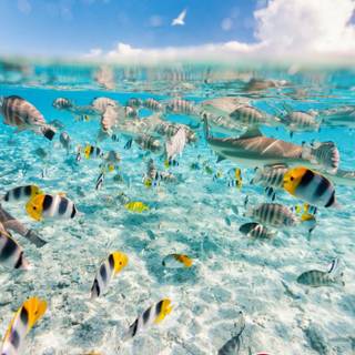 Bora Bora iPhone wallpaper