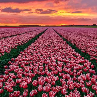 Tulips phone wallpaper