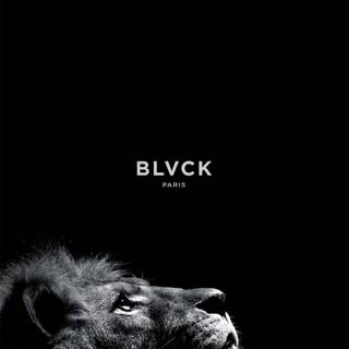 Black lion phone wallpaper