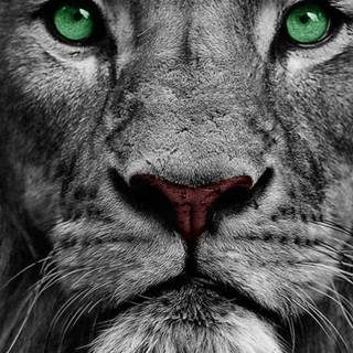 Black lion phone wallpaper