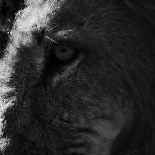 Black lion phone wallpaper