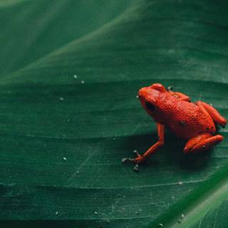 Poison iPhone wallpaper