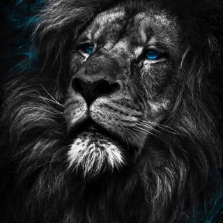 Black lion phone wallpaper