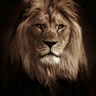 Black lion phone wallpaper