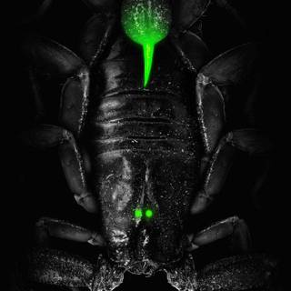 Poison iPhone wallpaper