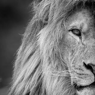 Black lion phone wallpaper