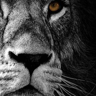 Black lion phone wallpaper