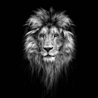 Black lion phone wallpaper