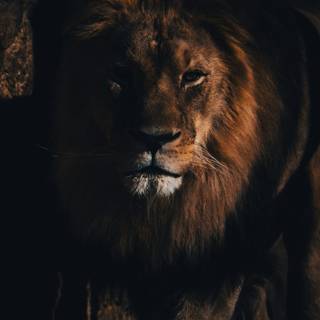 Black lion phone wallpaper