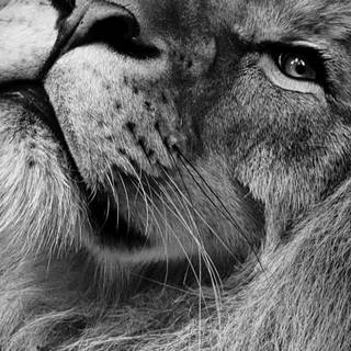 Black lion phone wallpaper