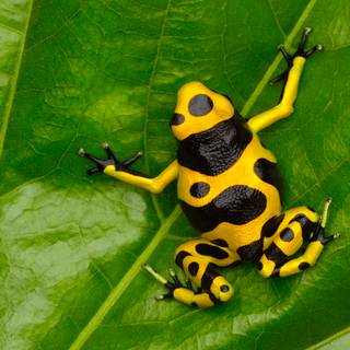 Golden dart frog cute wallpaper