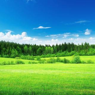 Lush green wallpaper