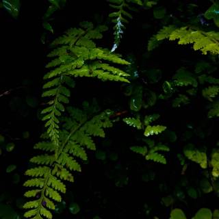 Lush green wallpaper