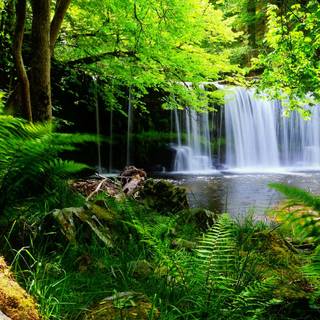 Lush green wallpaper