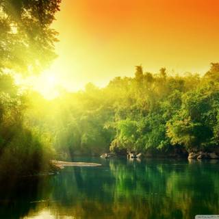 Lush green wallpaper