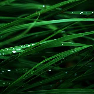 Lush green wallpaper