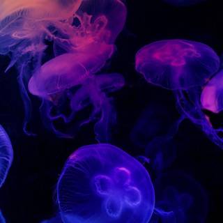 Jellyfish phone wallpaper