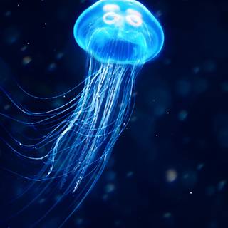 Jellyfish phone wallpaper