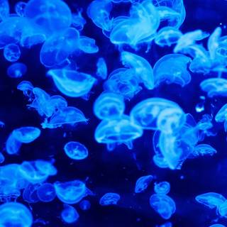 Jellyfish phone wallpaper